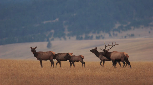 For Sale: Hall & Hall Lists Montana's N Bar Ranch