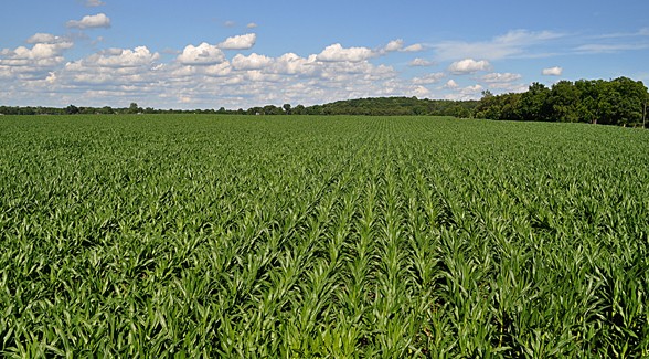 Indiana Farmland