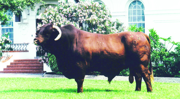 King Ranch King Ranch