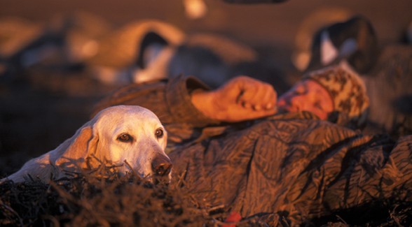 Labrador Retriever Labrador Retriever