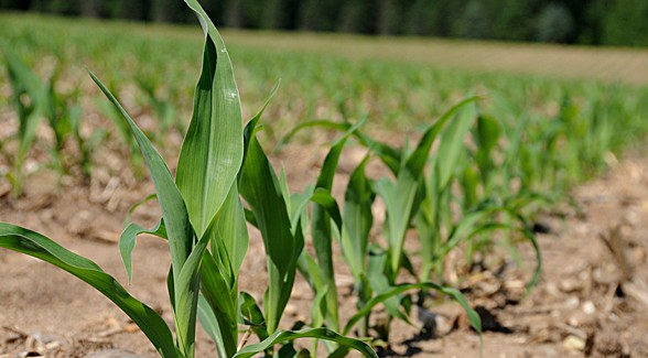 Indiana farmland