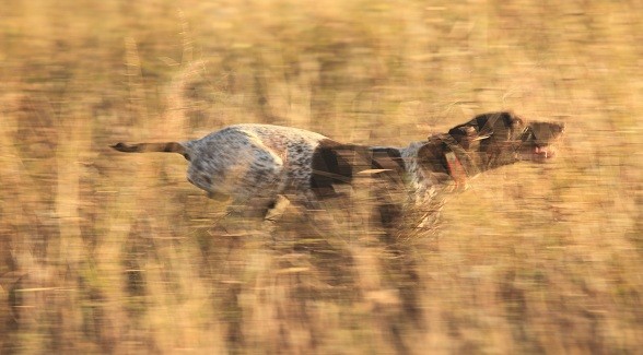 Land's Best Friend: German Shorthaired Land's Best Friend: German Shorthaired