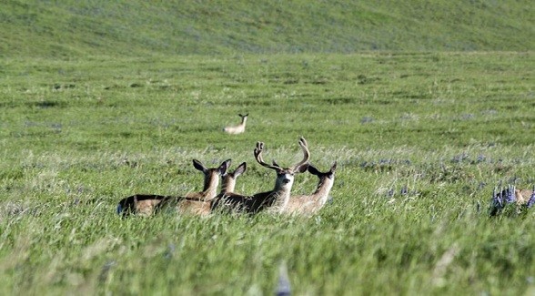 Land Report Top 10: Dana Ranch Land Report Top 10: Dana Ranch