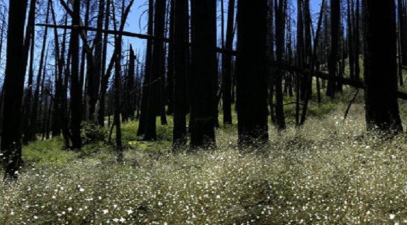 2011 Land Report 100: Tim Blixseth