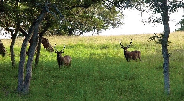 Land to Table: Free-Range Venison, Antelope, & Wild Boar