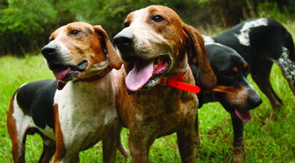 Tell-the-Truth, the English coonhound on the right, and Lawyer, the Treeing Walker on the left, are raring to go for their master, Big Wayne McCray.