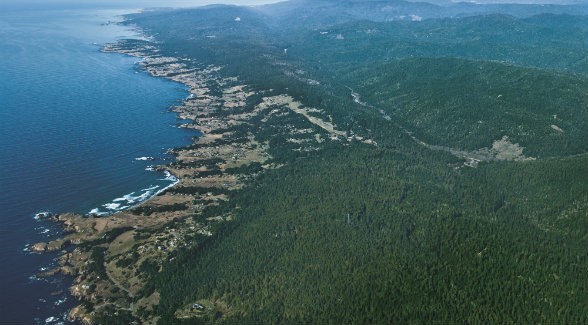Ocean air wafts ashore over a narrow sliver of Northern California and creates the redwood forests of song and lore.