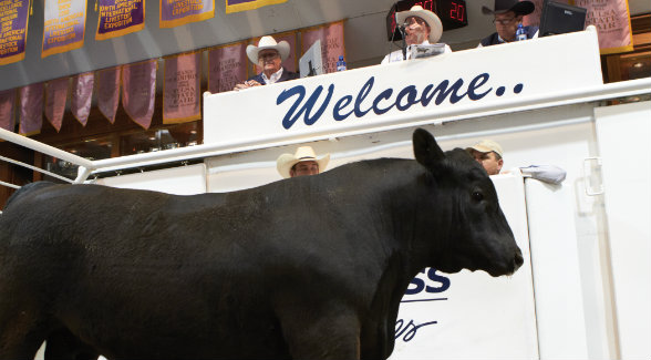 Oklahoma saw a steady rise in land values, thanks to a stellar market for beef cattle such as this fine-looking Angus at the Express Ranches Big Event in Yukon.