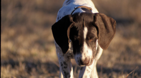 LBFPuppyTraining_lg