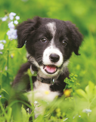 The “Stay” command can be particularly challenging for pups like this outgoing Border Collie and the energetic Beagle (above).