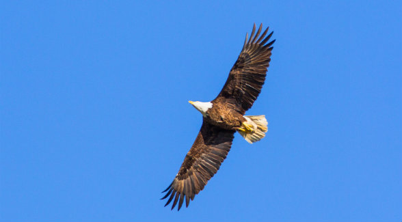 Ample water and groves of oldgrowth trees enticed a pair of nesting bald eagles to Sandow Lakes Ranch