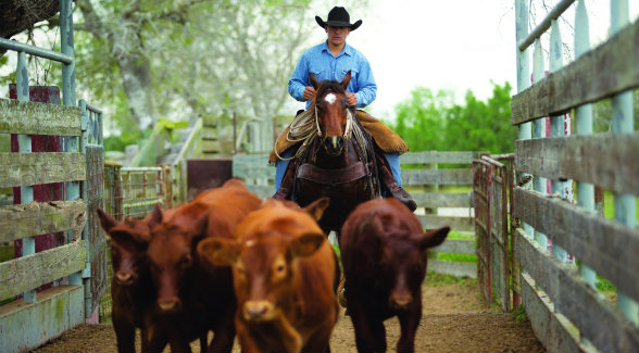 Buddy Gonzales pushing calves through the Ebanito Pens on his four-year-old son of King Ranch sire, Kineño’s Moon.