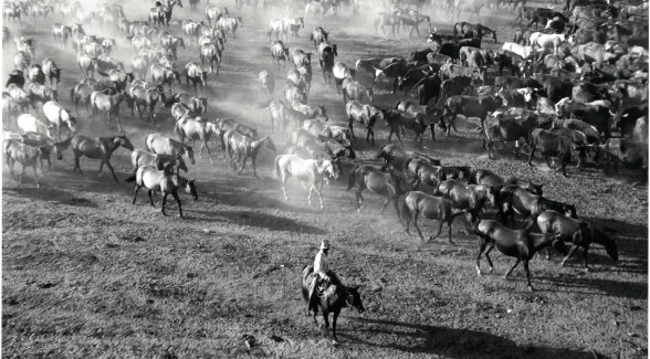 This classic Toni Frissell still from 1943 captures Kineños moving a remuda of cow horses at daybreak.