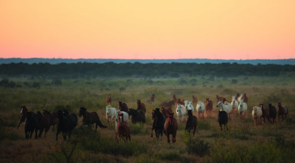 The Waggoner’s enormous cattle operation, which can run as many as 12,000 head, has and will continue to require large remudas such as this one.