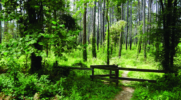 The Piney Woods covers parts of four Southern states, but its major presence is in Texas.