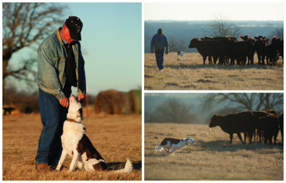 roy cox cow dogs for sale