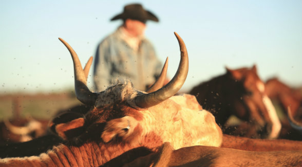 Waggoner Ranch cattle have been 60 percent Hereford and 40 percent Angus/Hereford and Brangus/Hereford. They are already being augmented by Kroenke Ranches’ world-class commercial Angus herd.
