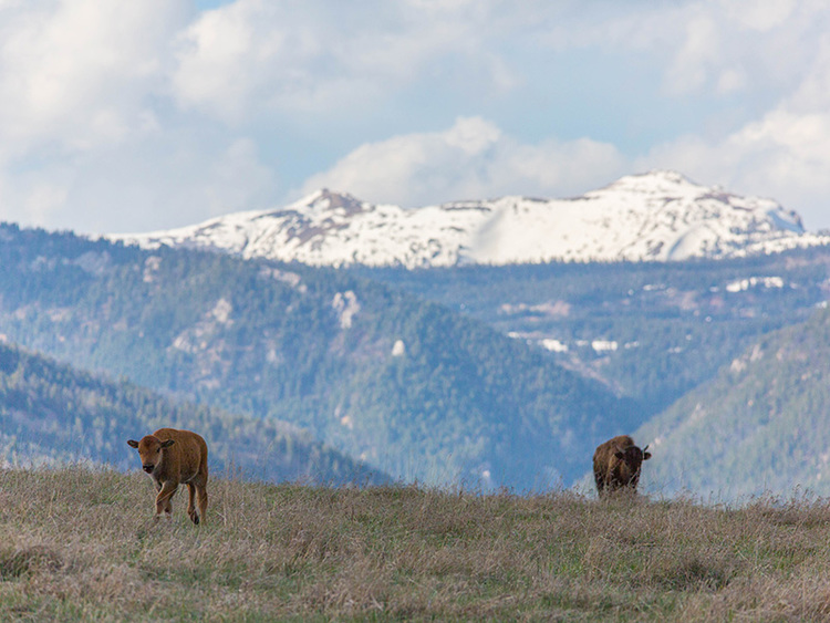 who owns the yellowstone ranch Official ️