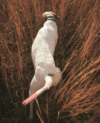 tail protector for dogs