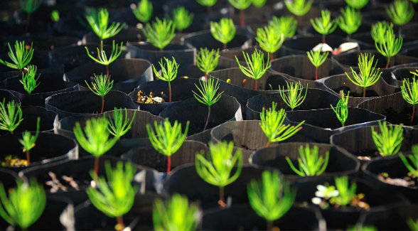 Molpus Woodlands Group Purchases 86 605 Acres In East Texas